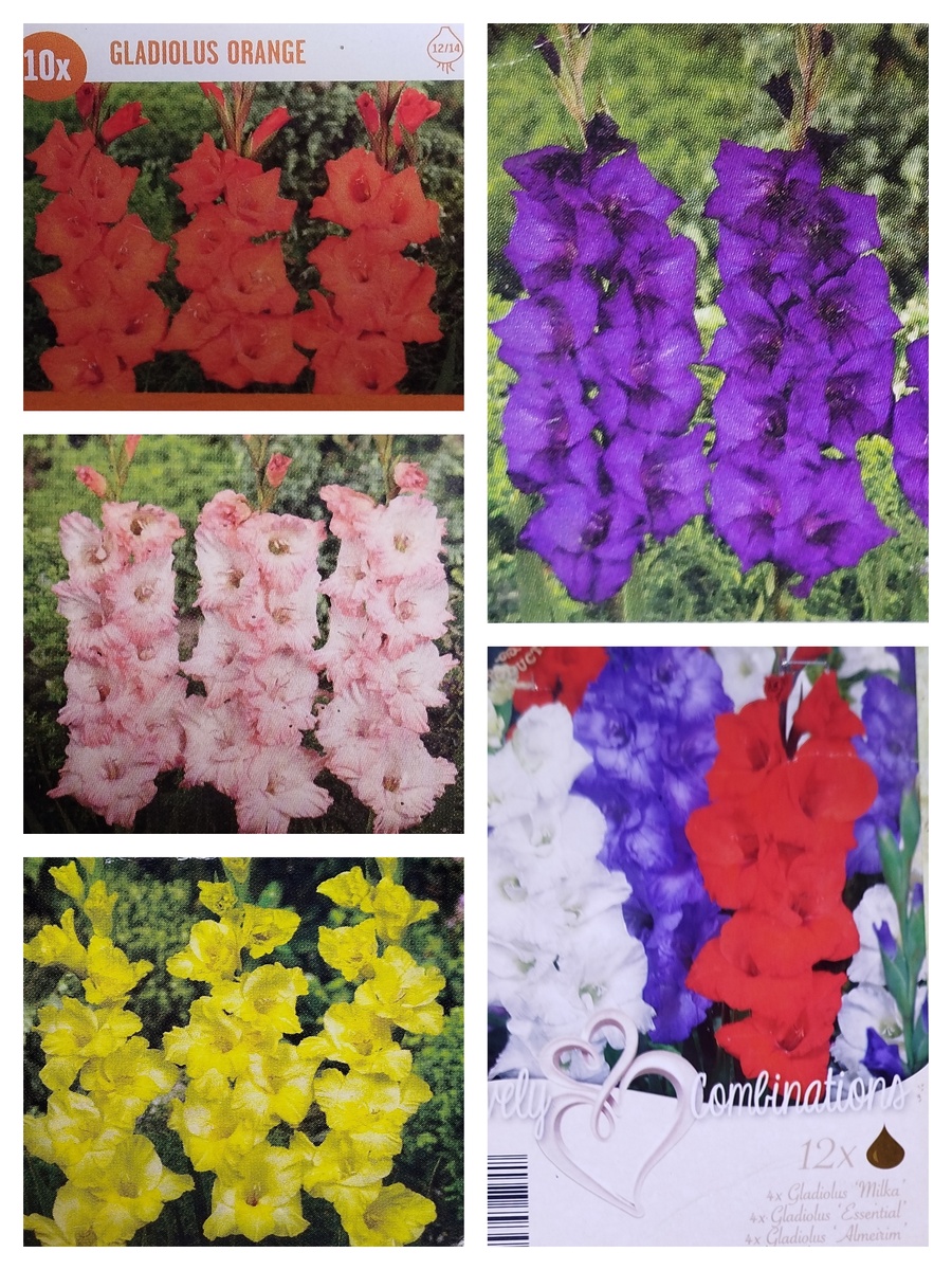 Фото автора. Розовую расцветку я так никогда и не видела в своём саду. Из сортовых были Milka, Essential и Almeirim.