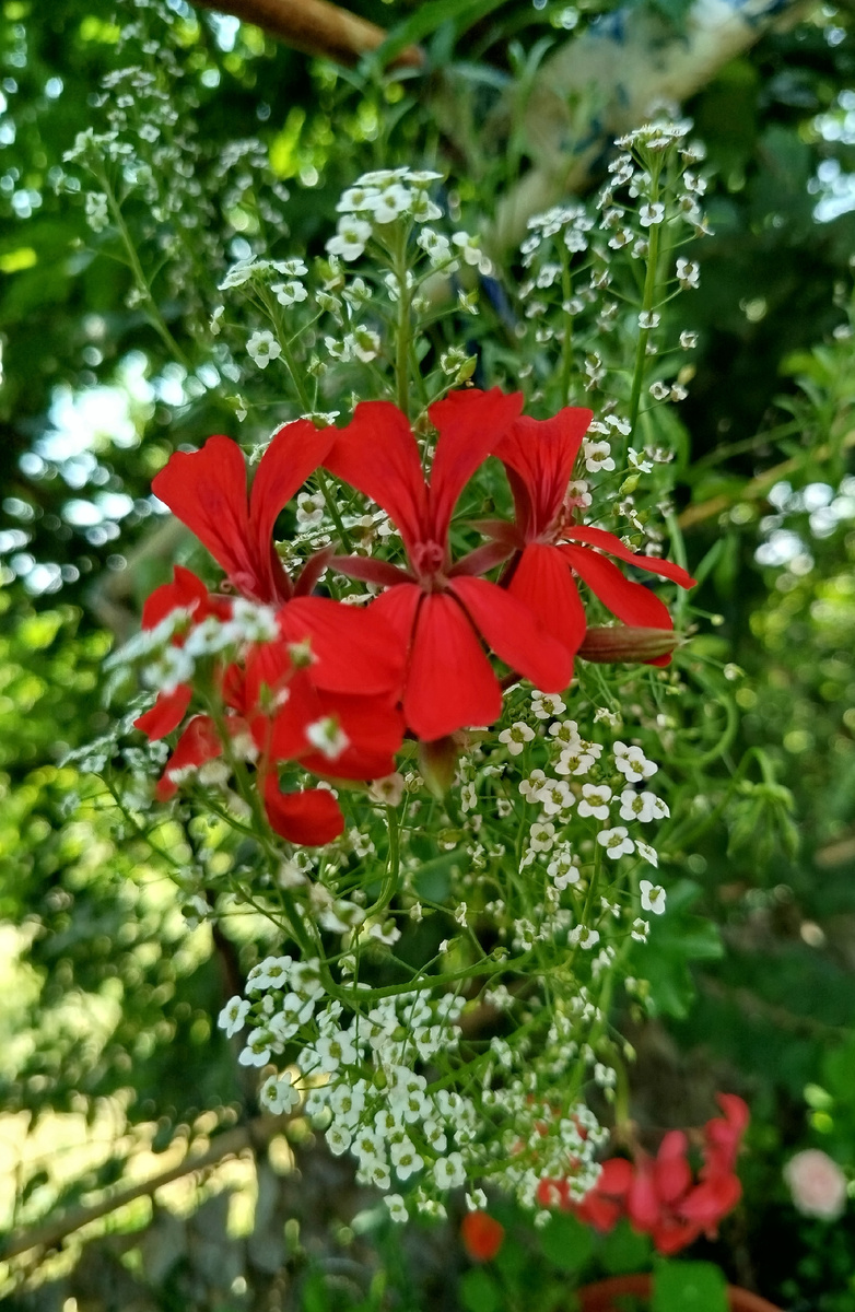 Фото автора. Алиссум с пеларгонией плющелистной (черенок этого года укоренения).