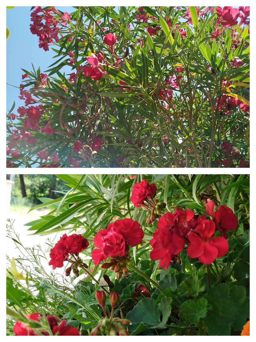 Фото автора. Не делала общую их фотографию, это коллаж для наглядности.