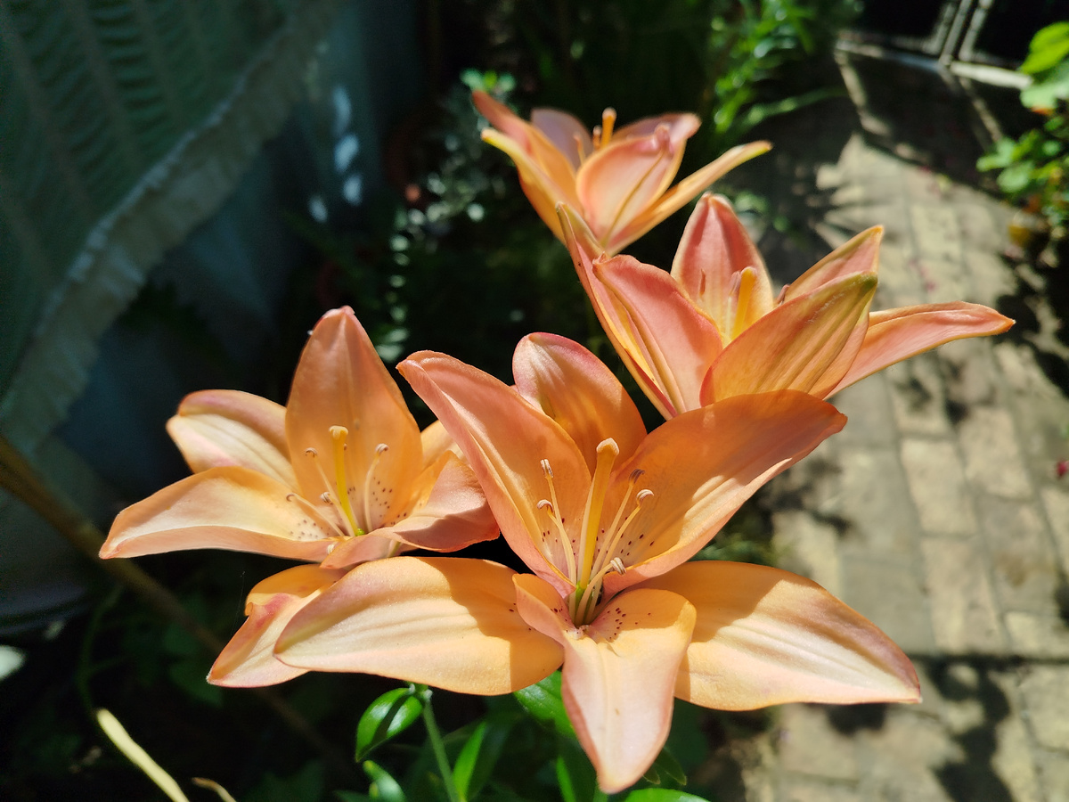 Фото автора. Июнь 2025г. Лилии только вышли на цветение, а фрезии полностью закончили вегетацию. 