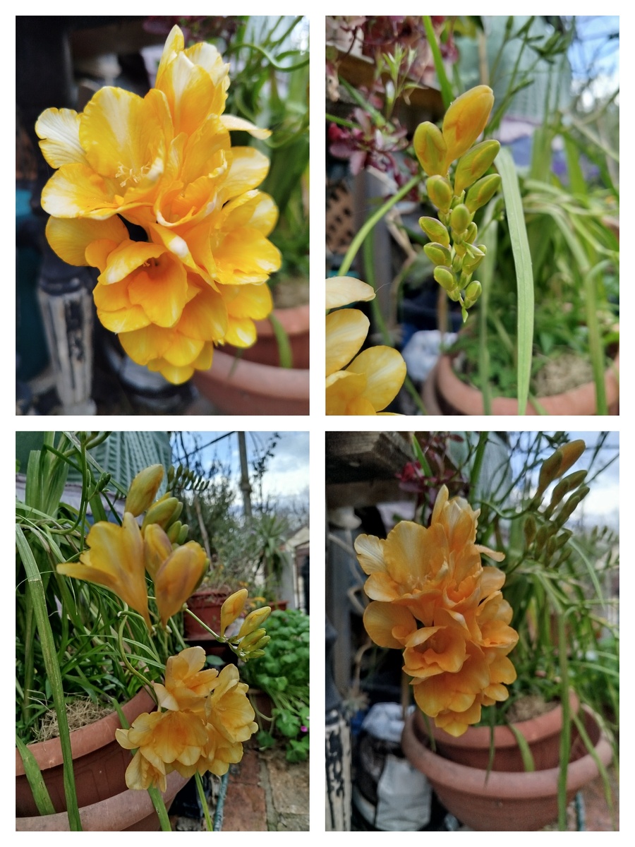 Коллаж из фото автора. Март 2025г.