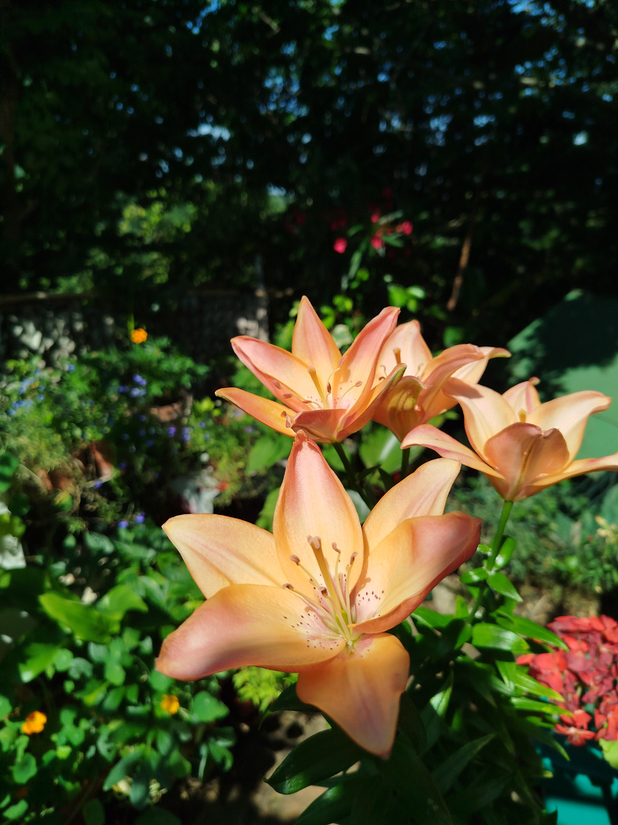 Фото автора. Июнь 2025г. Сама по себе лилия неплохая: хорошо разрастается, даёт много цветносов, позднего цветения. Но в цветущем июне она совершенно потерялась.