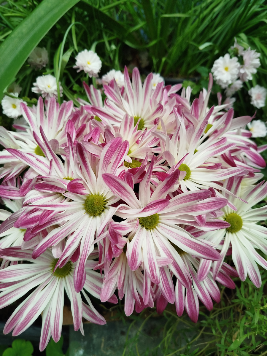 Фото автора. Цветение ноября 2024г.