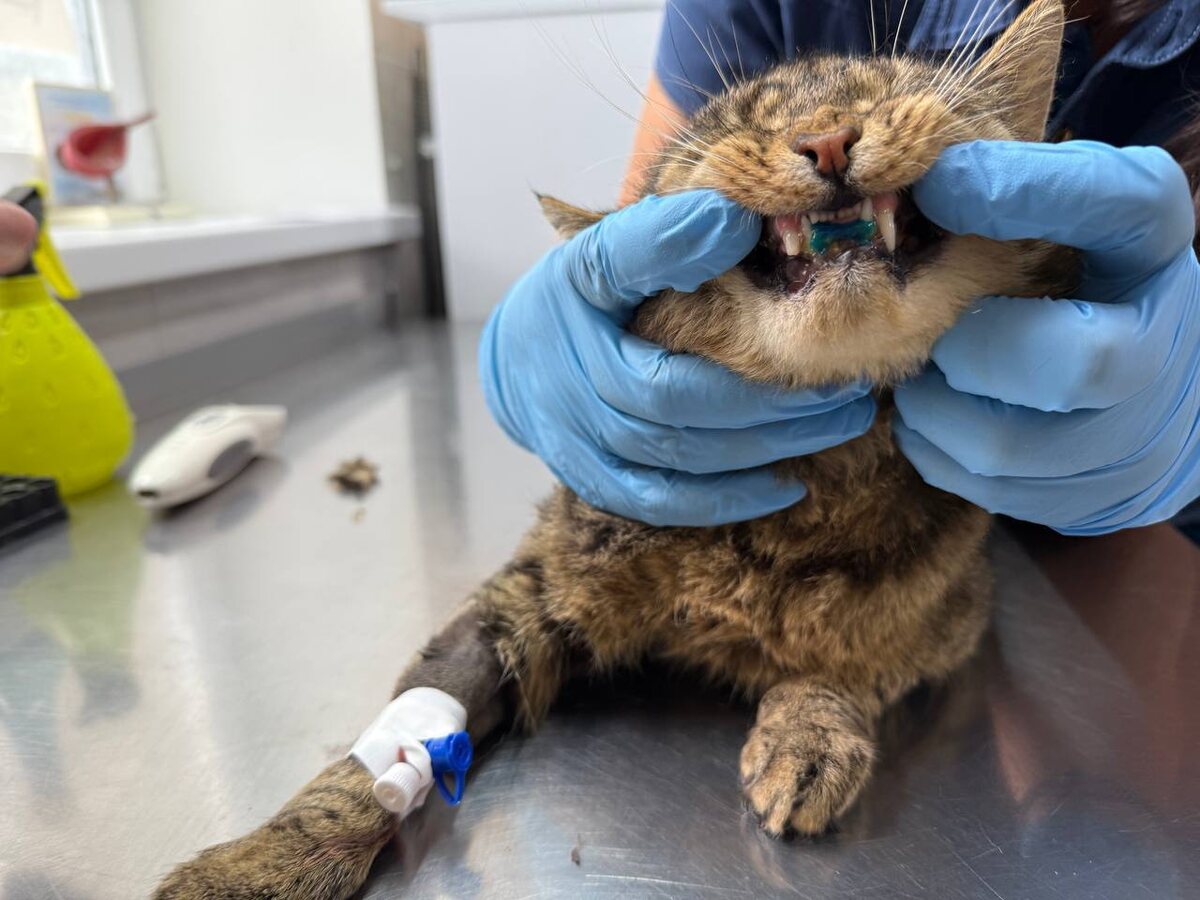 Хвастается ровными зубами и классной конструкцией, которая позволила все починить. Фото из архива автора