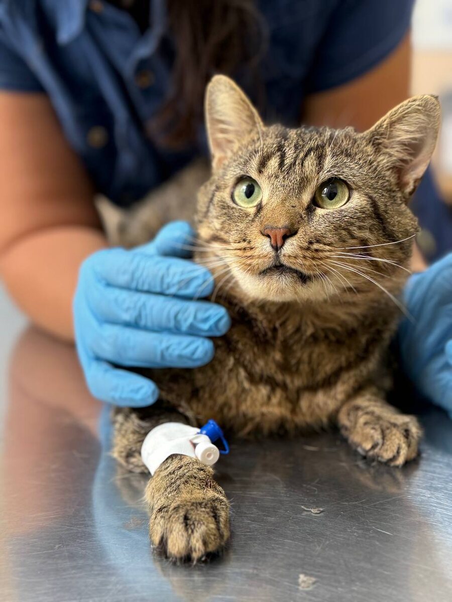 Рокки нужен вам, а вы нужны Рокки. Фото из архива автора