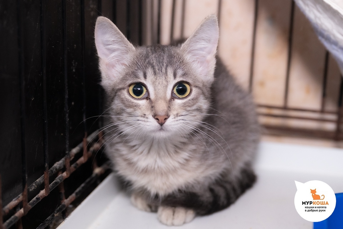 Туфелька приехала с передержки. Сестра Торопыжкина и Балалайкина.