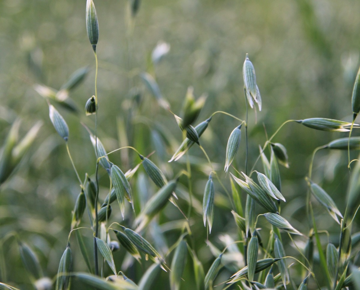   Фото: Outi Marjaana on Unsplash