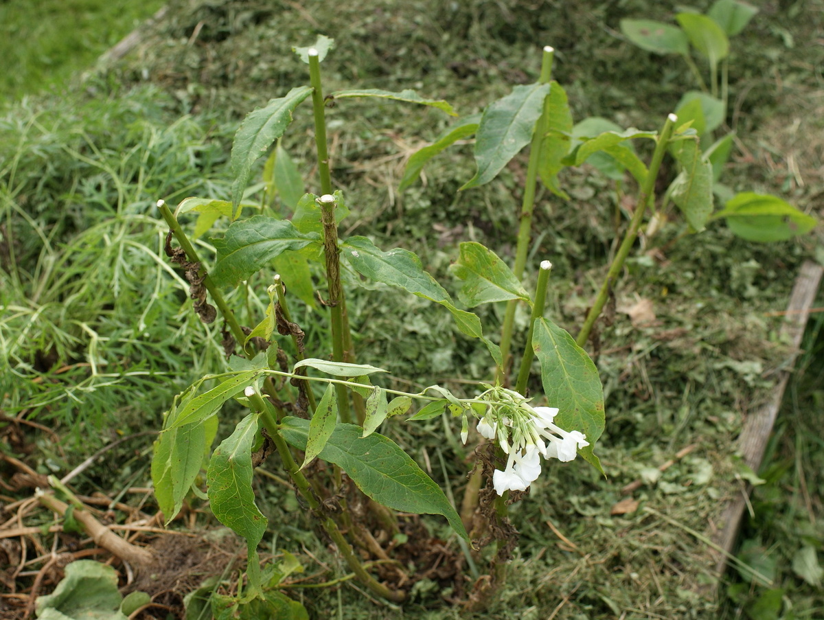 Часть стебля срезала, чтобы легче было транспортировать. 