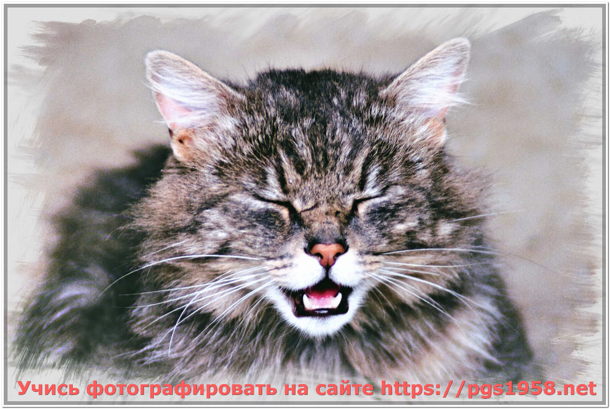 Злой кот -частый гость