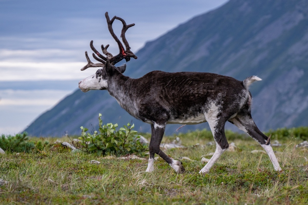   Фото: Северный олень на острове Завьялова / Денис Беляев