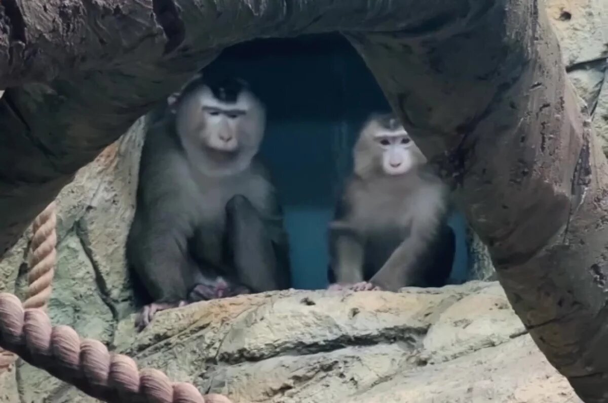    Сахалинский зоопарк объявил конкурс на имена для пары лапундеров