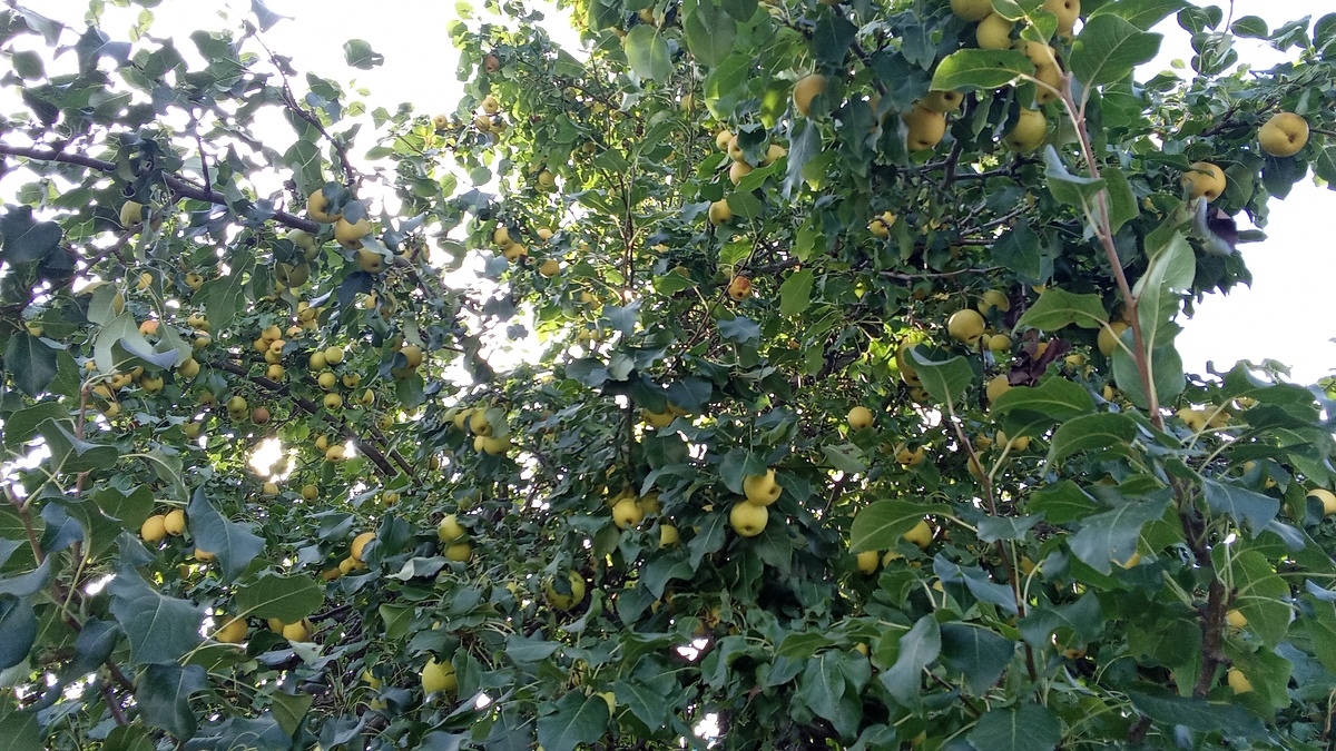 Моя  Северяночка , дереву более 30 лет .