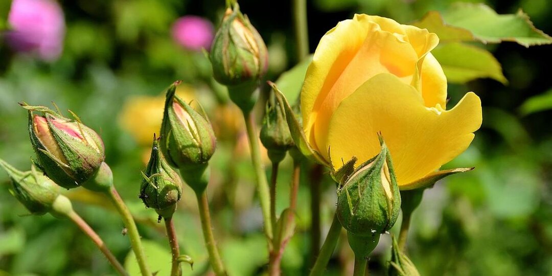 Метод черенкования роз в сентябре обеспечивает приживаемость до 90%