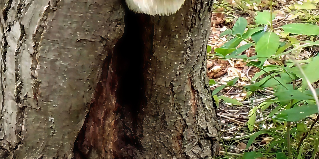 Загадочный мир грибов.