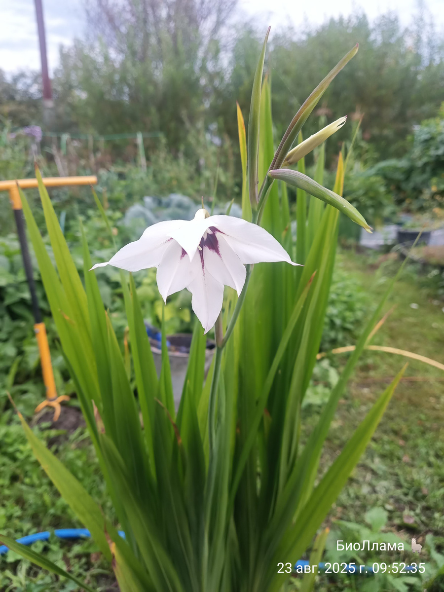 Ацидантера