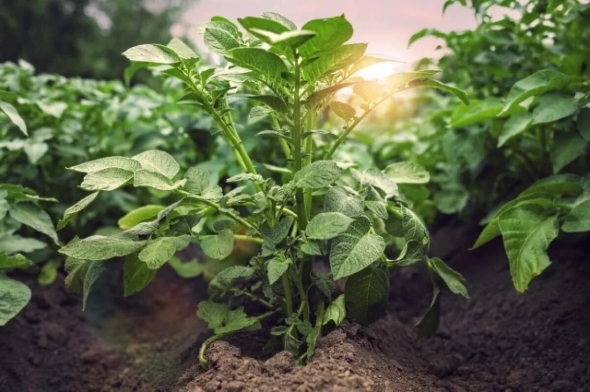    Новосибирским садоводам советуют высадить землянику и уберечь картофель