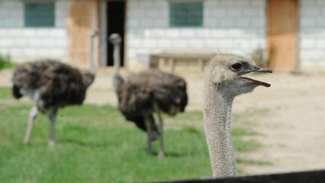    Фото: Anton Belitsky/Globallookpress