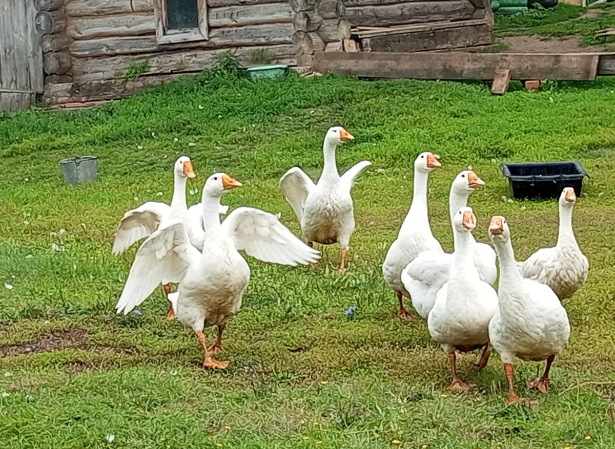 Гуси. Снимок автора сделан в одной из деревень Малмыжского района.