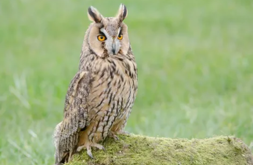 Поставь лайк!