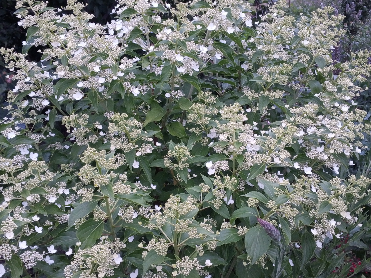 Гортензия Тардива