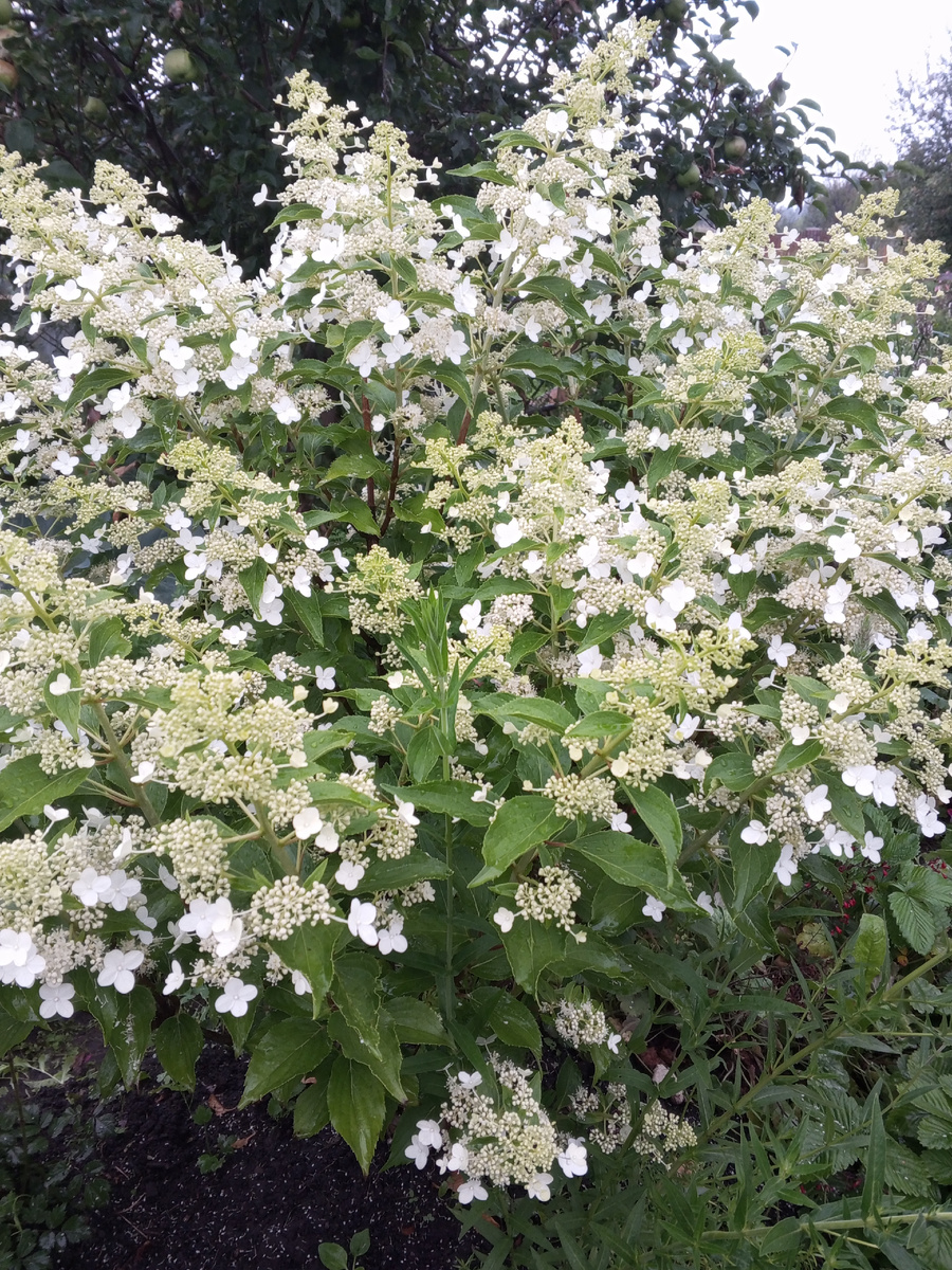 Гортензия Тардива