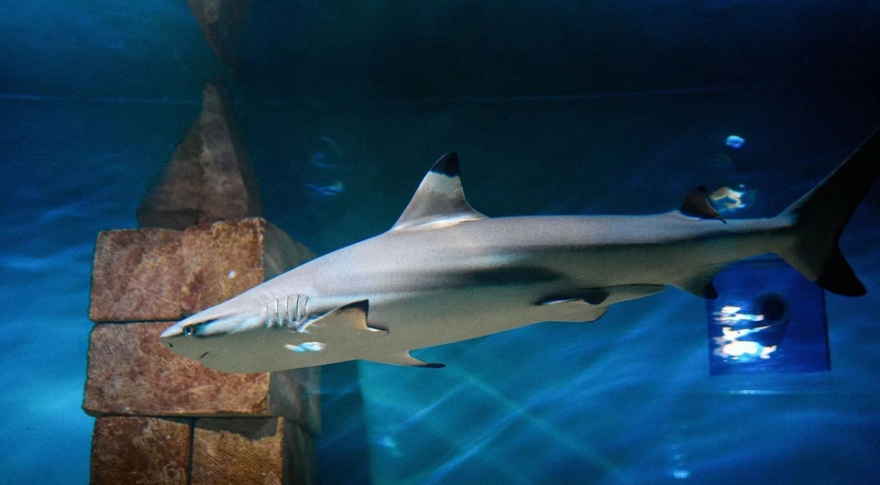    Фото Самарского океанариума