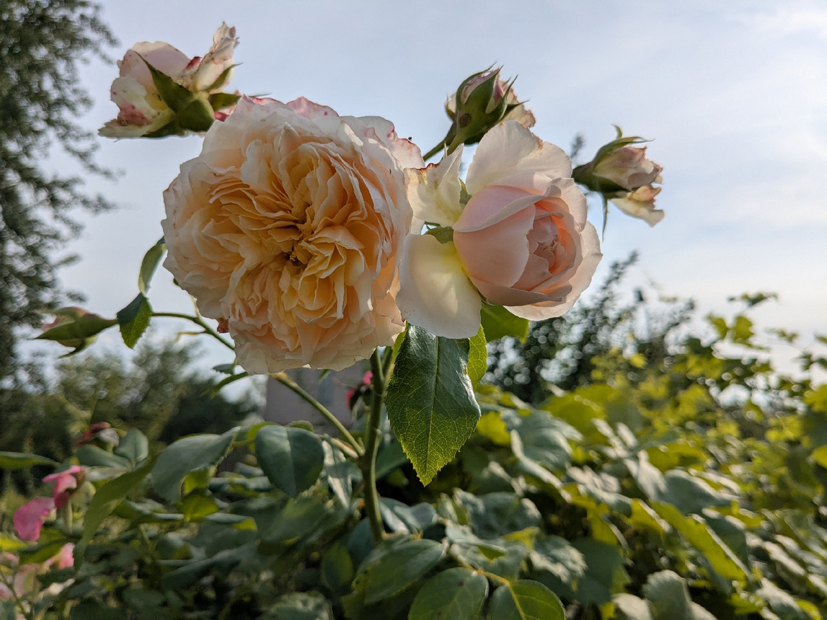 Плетистая роза, сорт Ginger Syllabub