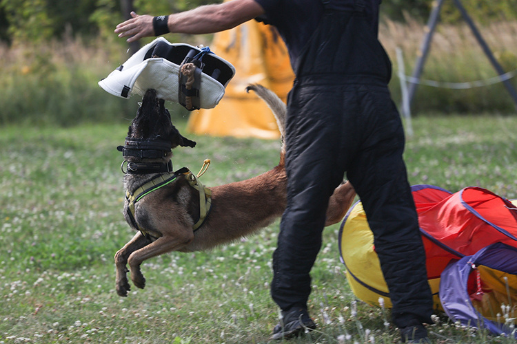 «Самое сложное в дрессировке — подобрать тактику, стратегию» Фото: Андрей Титов