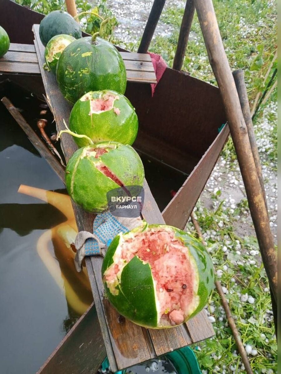    Град уничтожил урожай и домашнюю птицу. Источник: "В курсе 22"