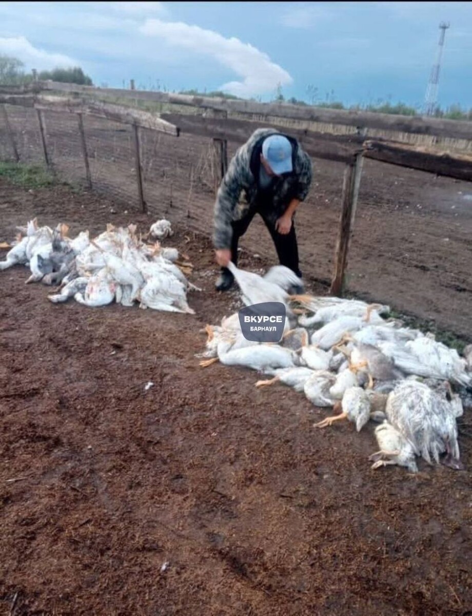    Град уничтожил урожай и домашнюю птицу. Источник: "В курсе 22"