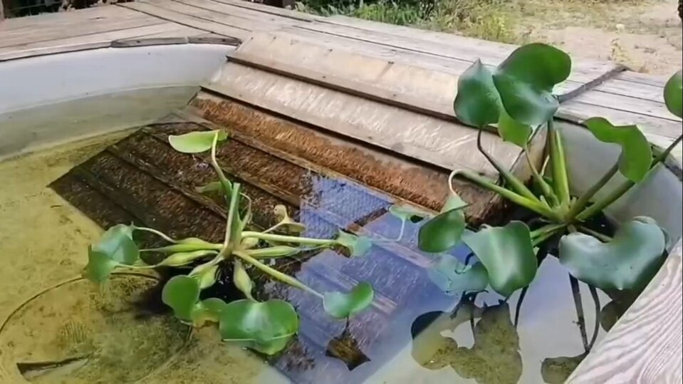     Фото: Скриншот с видео пресс-службы Ленинградского зоопарка.