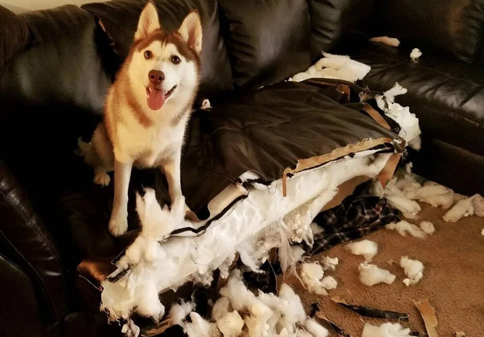 Не каждому по нраву, то что Хаски творит в скуке…