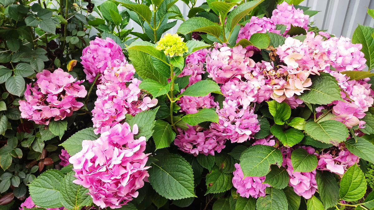  Сорт Бесконечное лето. Пока у меня только один сорт крупнолистки. 