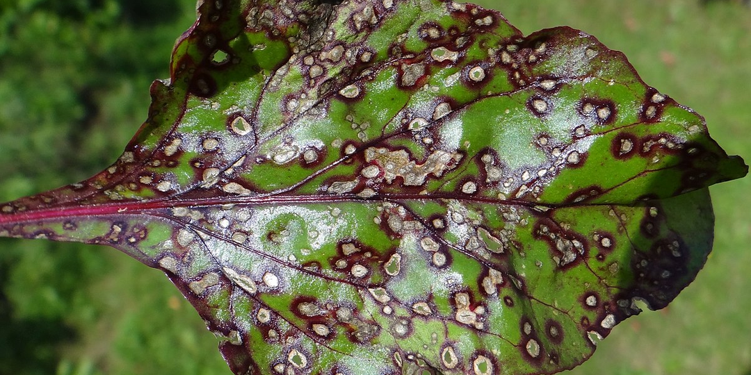 Церкоспороз: избавляемся от патогена на участке с помощью триходермы на несколько сезонов