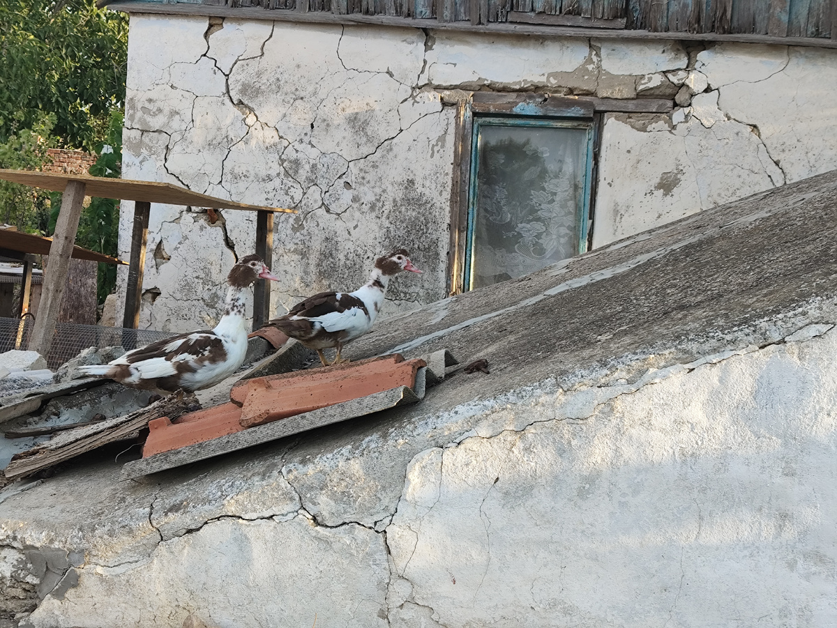 Это они уже смотрят, что там такое вкусное кинули )))