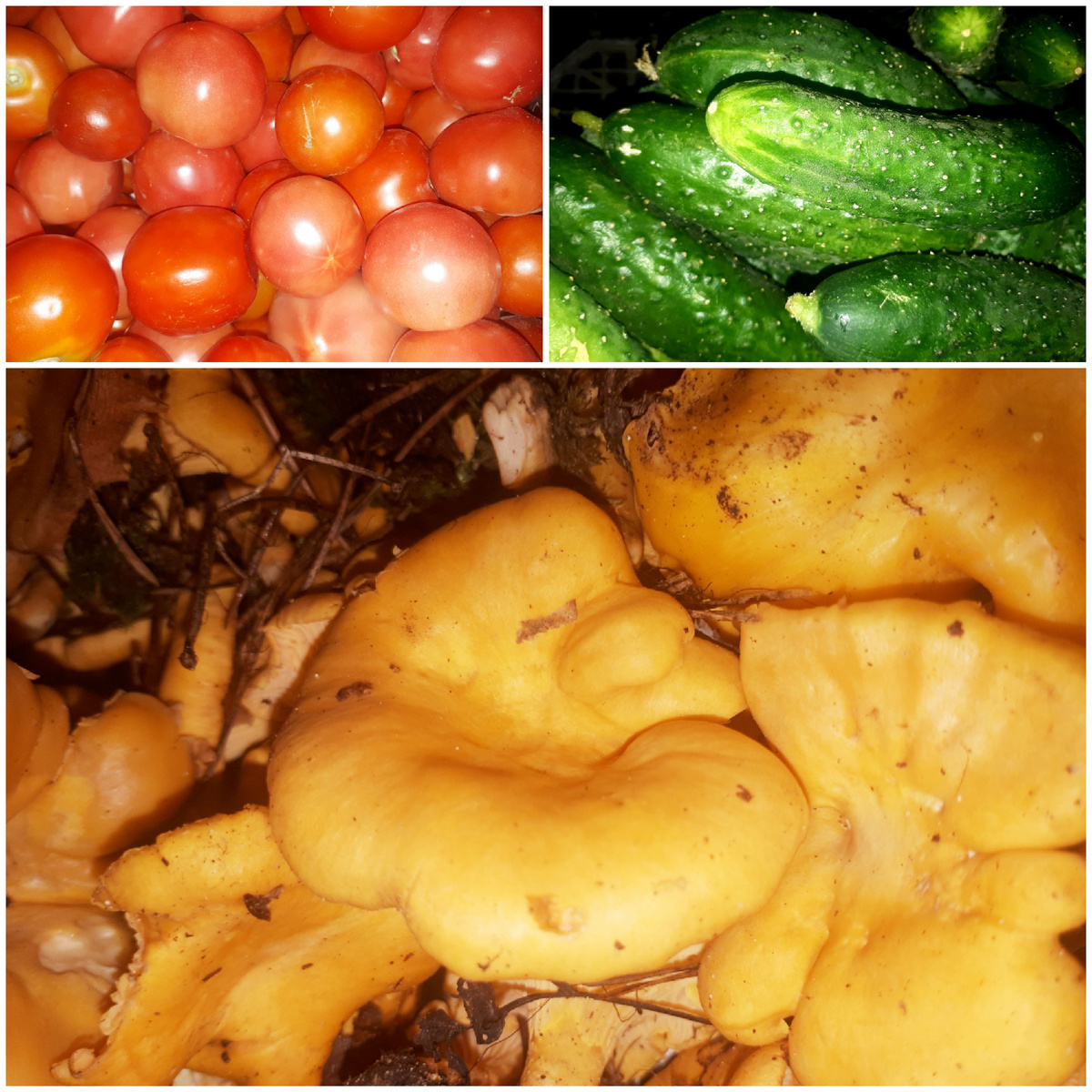 Коллаж автора 23.08.2025г.