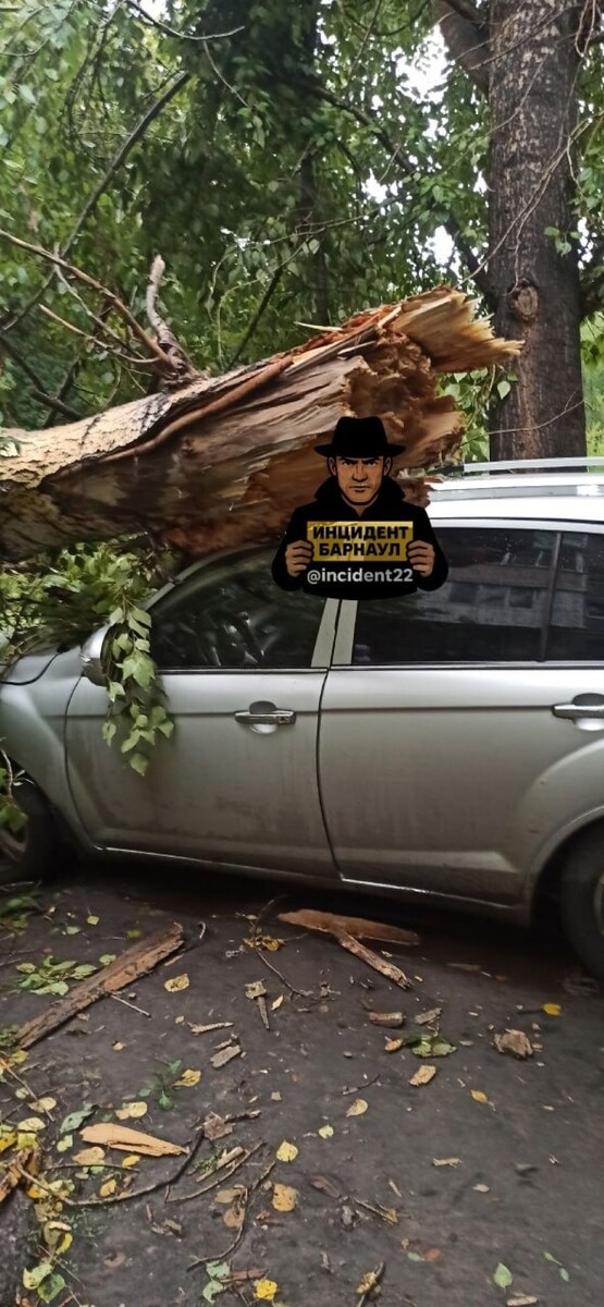    Дерево упало на автомобиль в Барнауле. Источник: "Инцидент Барнаул"