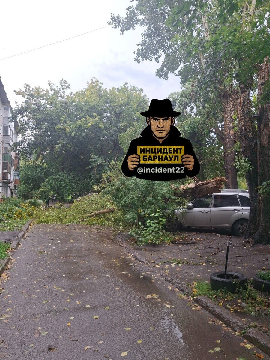    Дерево упало на автомобиль в Барнауле. Источник: "Инцидент Барнаул"