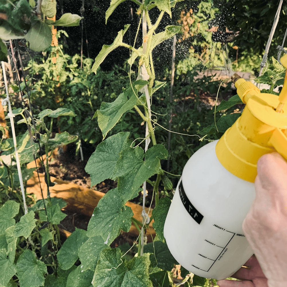 Листовая подкормка по тёплому вечеру: помогает быстро доставить фосфор и калий, не перегружая корень.