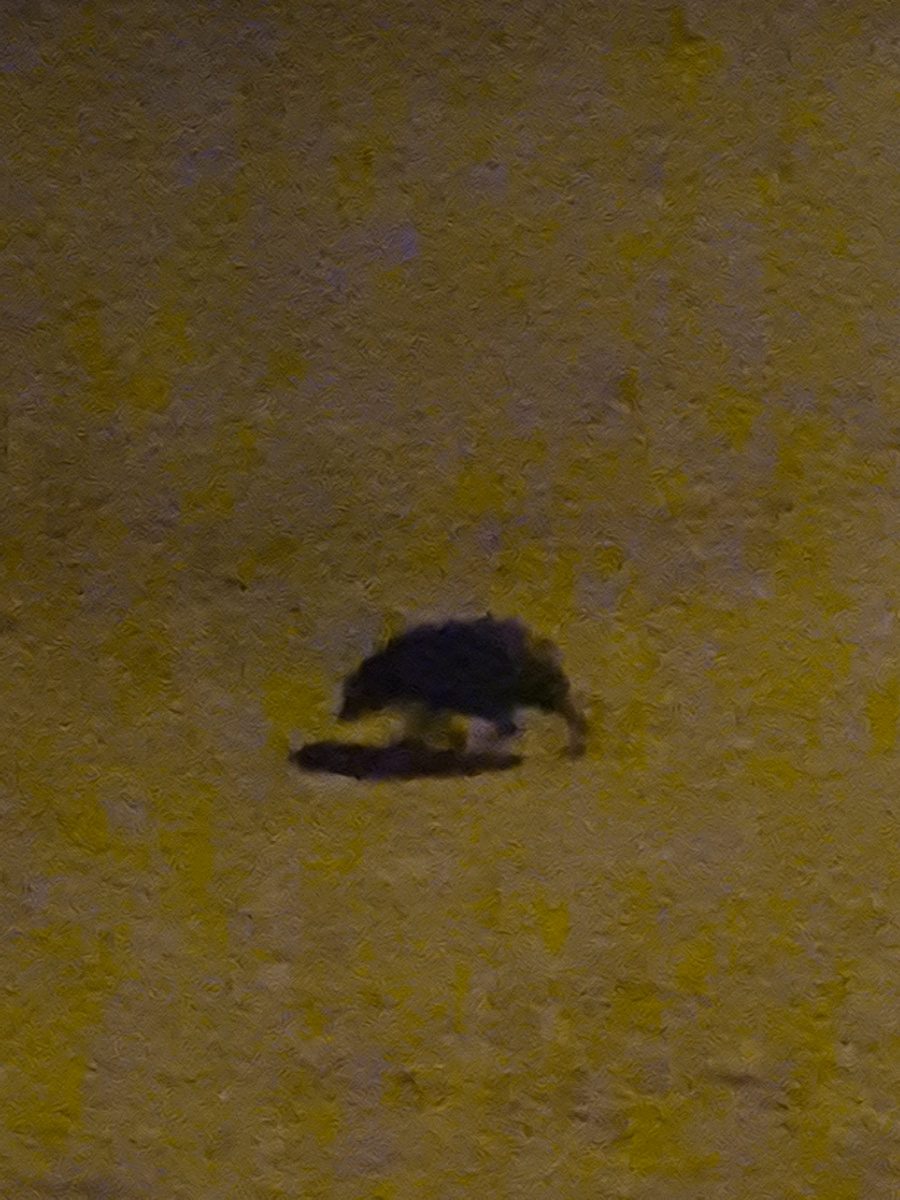 Ежик на дороге в Феодосии