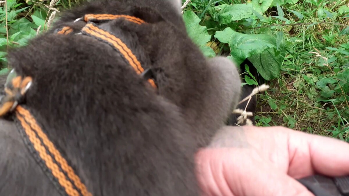 Тишка на руке гуляет