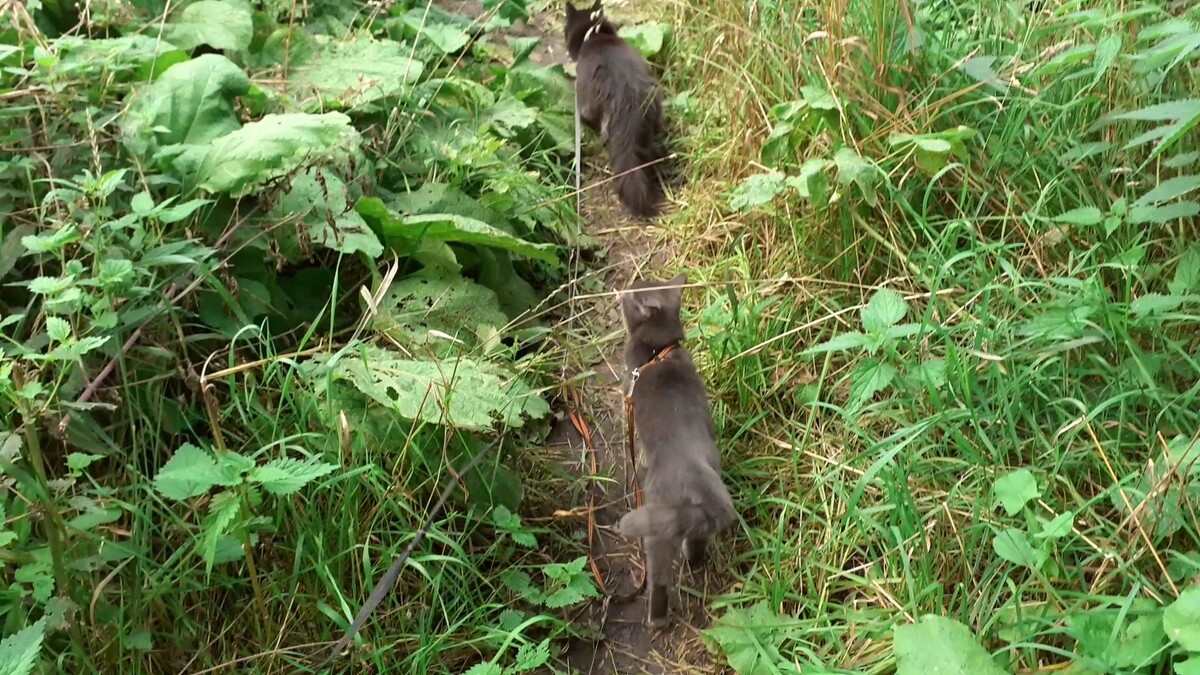 идут по тропе