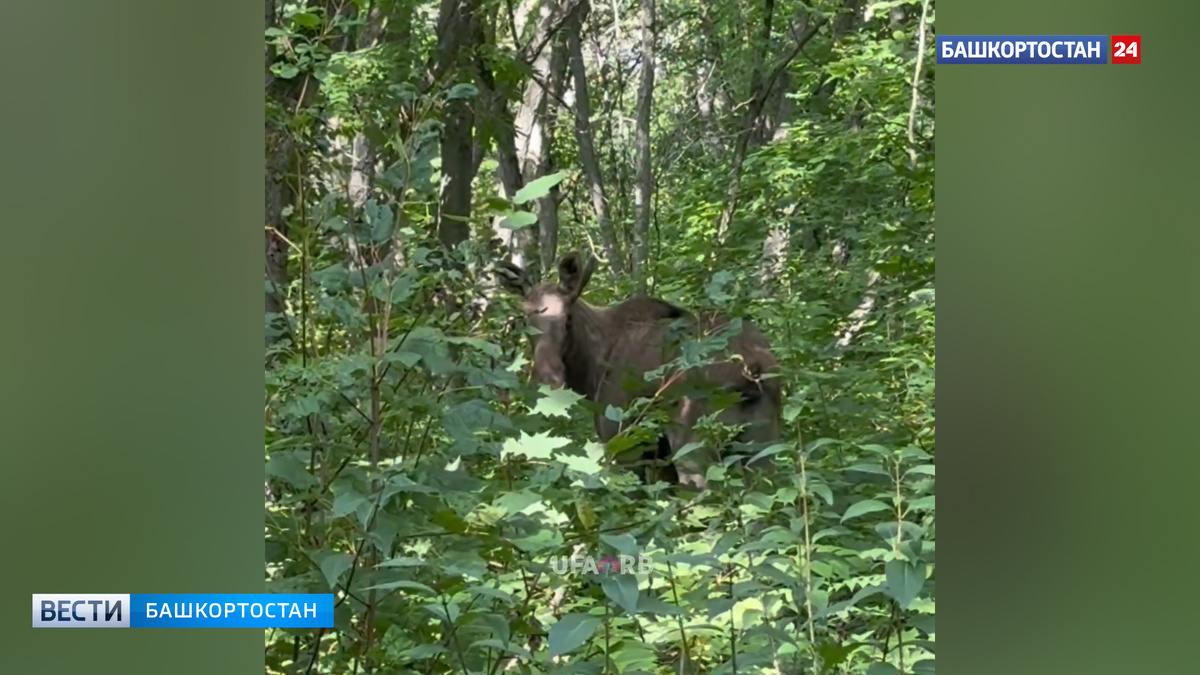    Уфимец встретил лося во время пробежки по лесу