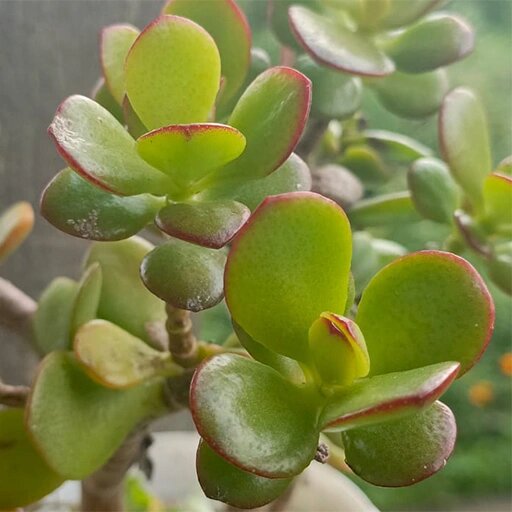   Крассула овата или толстянка яйцевидная фото Наталья Андросенкова