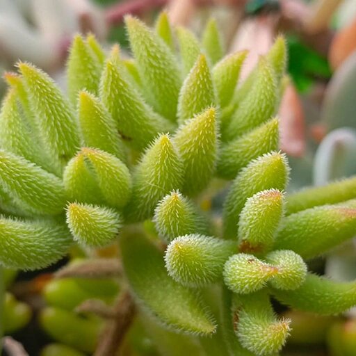   Крассула мезембриантемовидная Наталья Андросенкова