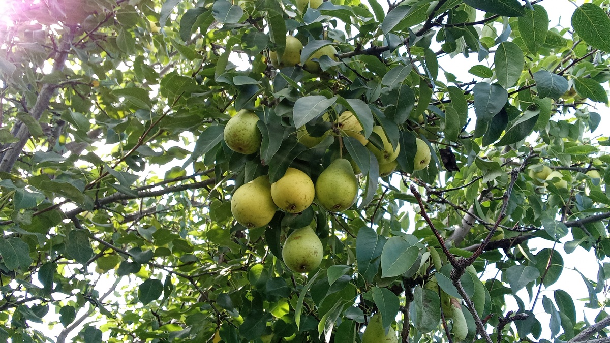 Груша сорта Сказочная , дерево очень старое но плодоносит !