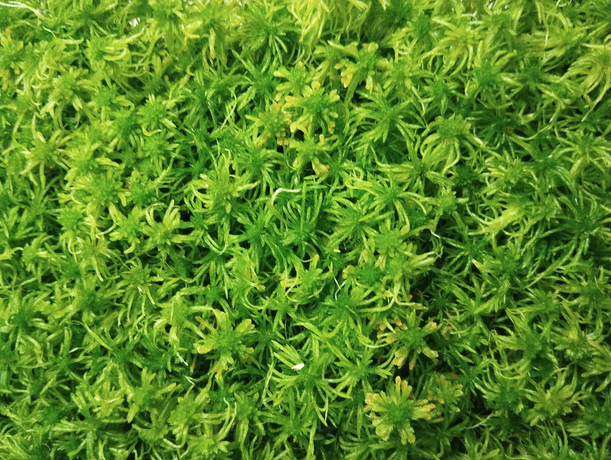 Свежий мох сфагнум. Также бывает и сушеный - он бежевый. 💚