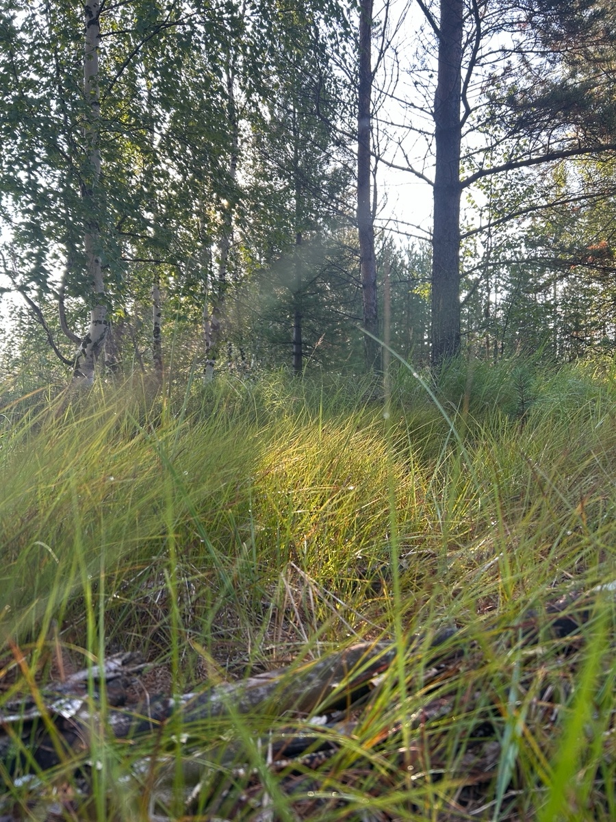 Лес