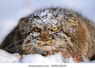 Палласов кот. О существовании этого зверя мир и не подозревал!