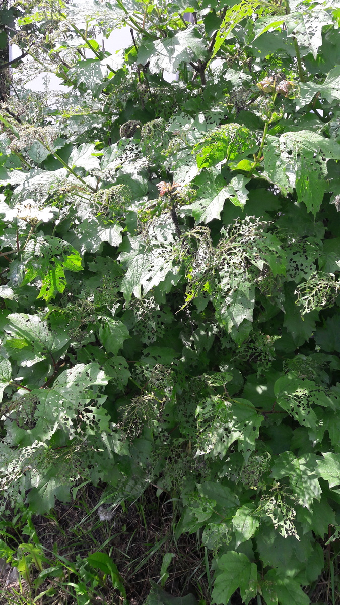 Калина обыкновенная. Повреждения калиновым листоедом. Растет в центре моего квартала.